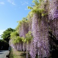 藤の花！