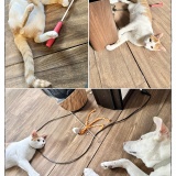 うちの犬のルカ。【１０７】