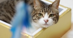 すばしっこい猫。