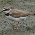 2026年6月14日の野鳥公園
