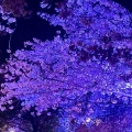 扇町の桜まつり🌸