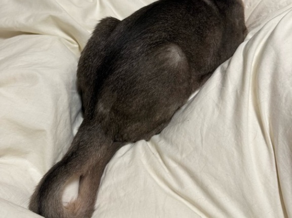 持ち手みたいな尻尾