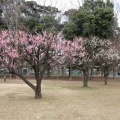 砧公園の梅