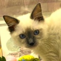 新人にゃんこ🐾