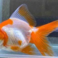 🐟金魚・メダカ入舎情報‼️