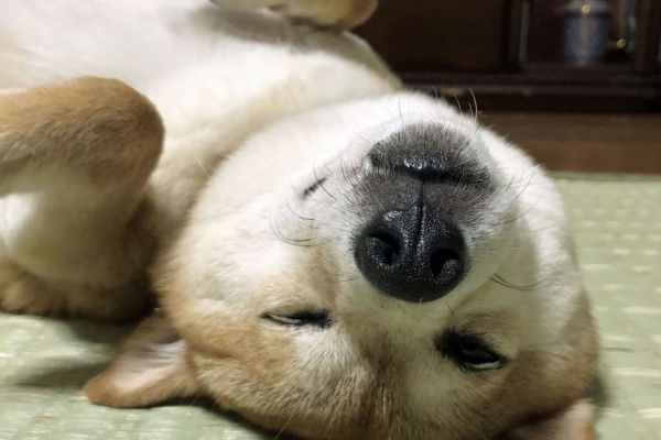 豆柴 まりちゃん のいたずら写真集