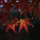 Autumn Leaves at Park(香川用水記念公園・2025年11月某日)