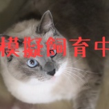 『模擬飼育について』の画像