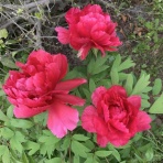 pukupukuのグルメ日記