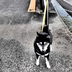 ちょいとそこログ