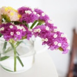 『スターチスの花と小さな菊のつぼみに癒されて』の画像