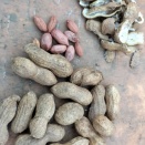 落花生🥜　2026