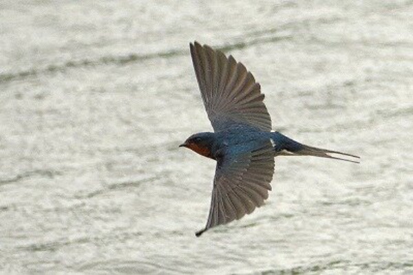 東京港野鳥公園 レンジャーブログ - 2024年05月