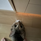 トイレ阻止猫あらわる