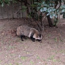外国人「東京23区で野生のタヌキを見かけた、これは予想外だった…」