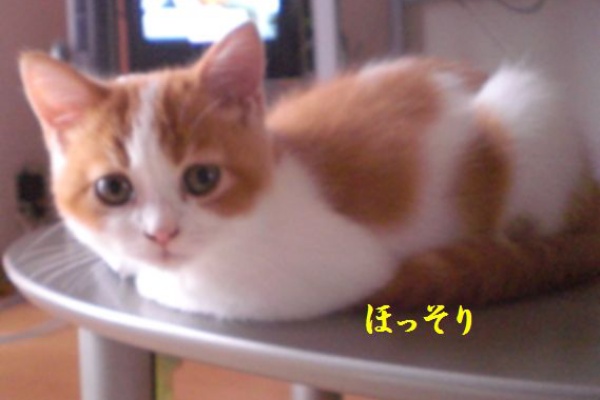 まる るるる