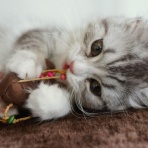 おねだり♥にゃんこのアフィリエイトちゃんねる速報