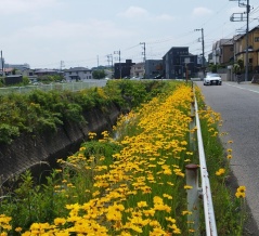 目久尻川沿い