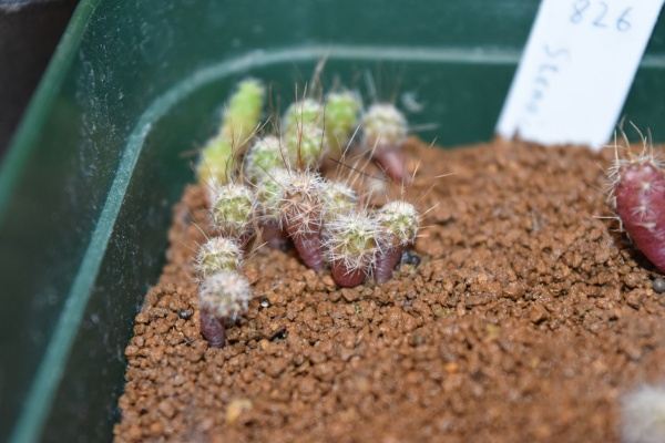 ナス科の地上絵 サボテン Cactaceae