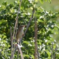 草原でコヨシキリ鳴く！