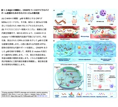 [20260811更新] Cas9のコンフォメーション変化を駆動：ATP共積載小胞（BEV-L）によるエネルギーアシストCRISPRゲノム編集