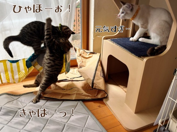 もち嵐の到来にお池2ndは…☆ビビリ猫のススメ