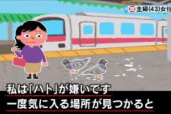 怒り新党 5月1３日放送 迷惑な鳩の撃退方法おしえて Halohalo Online