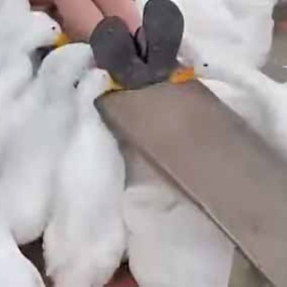 猫の動画 ねこわん！