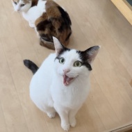 締め切り間近！と、猫式ＧＷザ・ファイナル