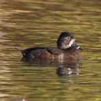 ヒロちゃんの花と鳥日記