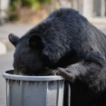 市民「テニスコートにクマがいる」市が確認したところネコと判明