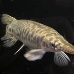 巨大肉食魚「アリゲーターガー」捕獲できず１ｍ超に