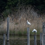 ふなきちのフィールドノート