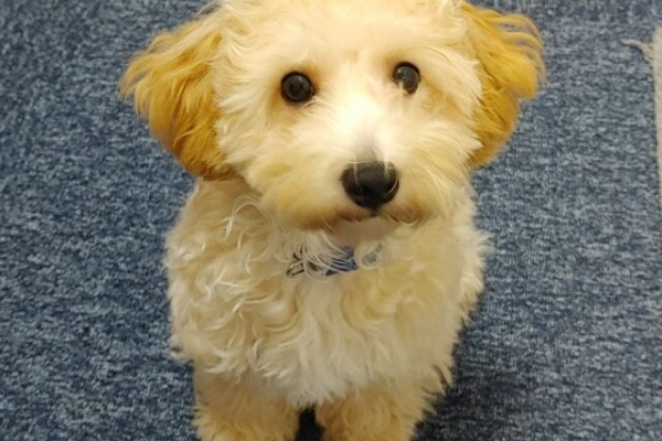 一人暮し 戸建を買う