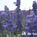 【eN de baR】06.2026 営業日等のお知らせ