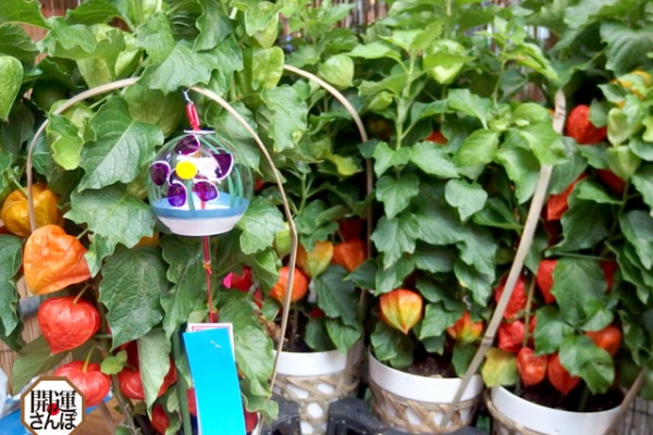 開運さんぽ Lucky Beans 16年07月