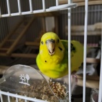 カズナル　～鳥達の襲撃