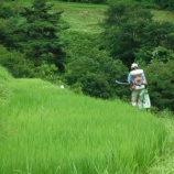 『穂肥』の画像