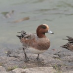 KAMONOMANIA　カモノマニア