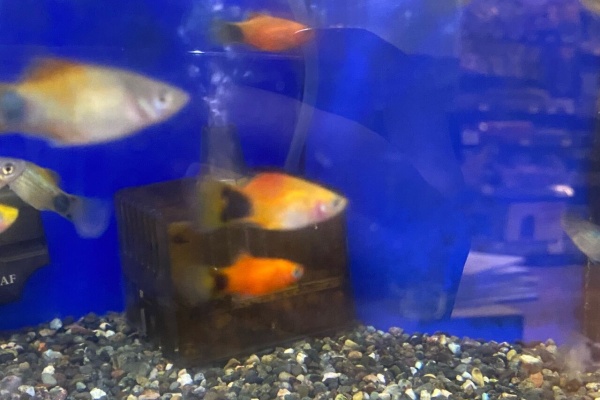 ワンラブ観賞魚部門の入荷情報ブログ ペッツワンカインズホーム蓮田店