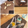 カブトムシの成長～！