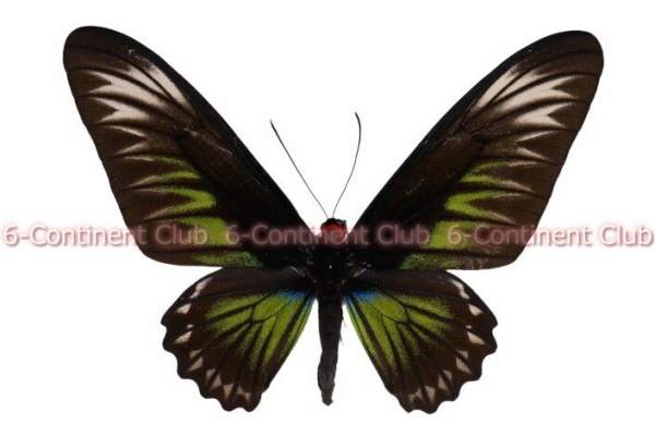 京大蝶研六大陸クラブのTropical Delights - キシタアゲハ族 Troidini