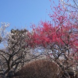 『筑波山梅林』の画像