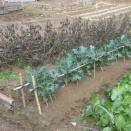 一気に冬の野菜