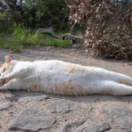 画像フォルダは猫ばかり