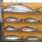 中本渡船ブログ