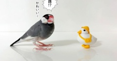 もっちりアヒルDAYS