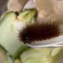 ヒトリガのさだこまとめ（2025/12/06）