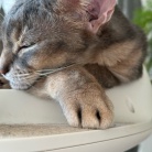 いぶし銀？ぼくさま