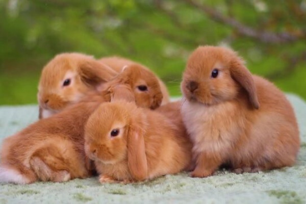 うのくらし ミニロップ